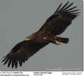 Большой подорлик фото (Aquila clanga) - изображение №591 onbird.ru.<br>Источник: www.avianweb.com